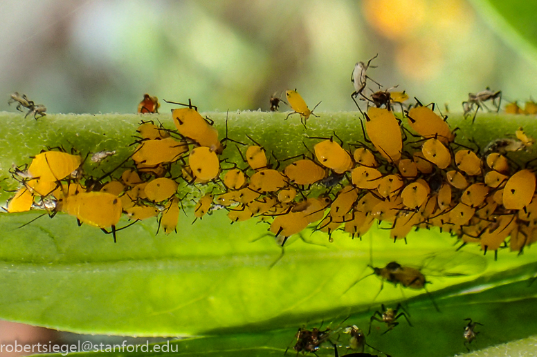 aphids